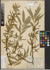 Foto von Salix alba L. x Salix fragilis L.